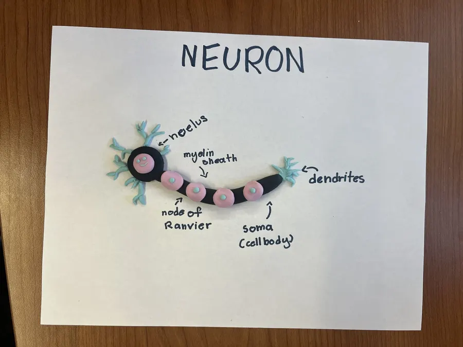A hand-drawn neuron diagram labelled with nucleus, myelin sheath and dendrites