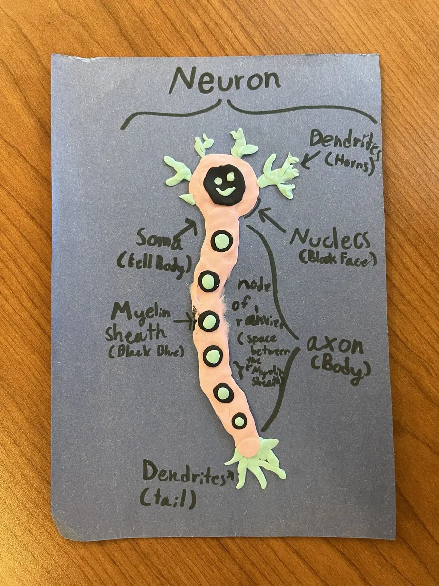 A neuron drawing on grey paper with the cell body, axon and dendrites labelled