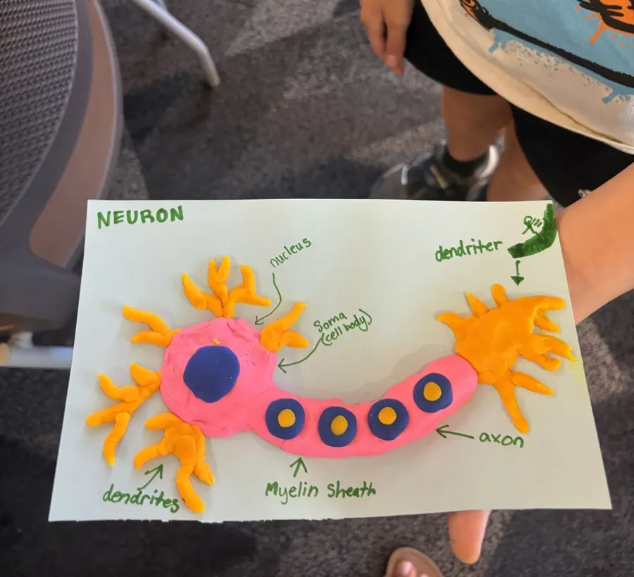 A finished neuron modelled in colored clay, labelled with dendrites and axon