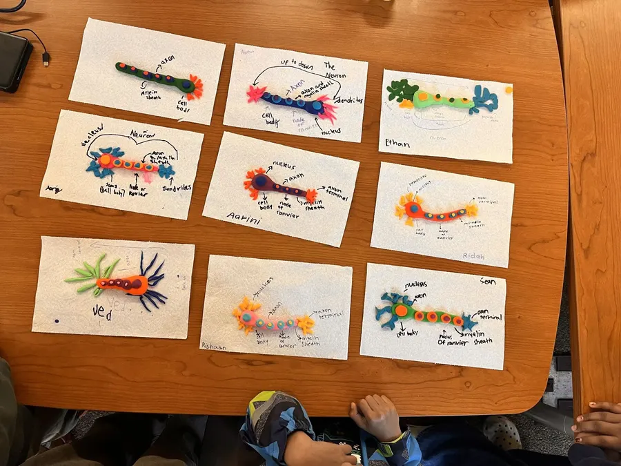 Nine finished clay neuron models made by students, laid out on a table